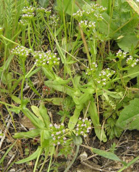 Valerianella sp.